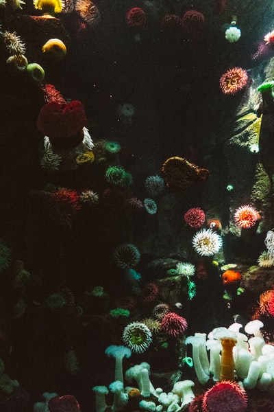 海珊瑚摄影